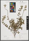Foto von Salix repens L.